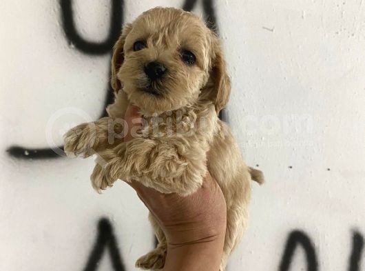 Lokum Tadında Orjinal Tüy Dökmeyen Bebek Maltipolarım görsel