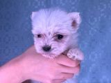 Orjinal Kedi Yerine Maltese Besle