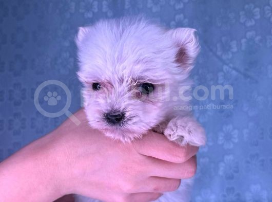 Orjinal Kedi Yerine Maltese Besle görsel