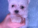 Orjinal Kedi Yerine Maltese Besle