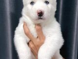 KAR BEYAZ HUSKY YAVRULAR