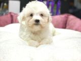 TAM ORJİNAL MALTESE TERRİER BEBEKLER