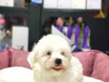 Tam Orji̇nal Maltese Terri̇er Bebekler