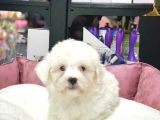 Tam Orji̇nal Maltese Terri̇er Bebekler