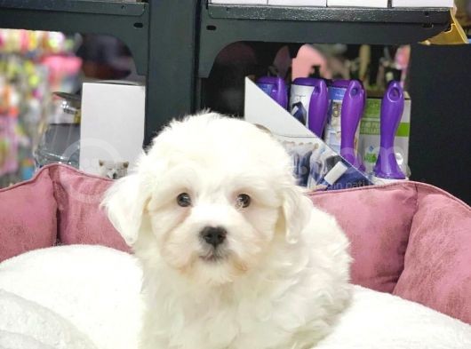 Tam Orji̇nal Maltese Terri̇er Bebekler görsel