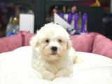 Tam Orji̇nal Maltese Terri̇er Bebekler