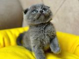 GRİ SCOTTISH FOLD KEDİLERİMİZ