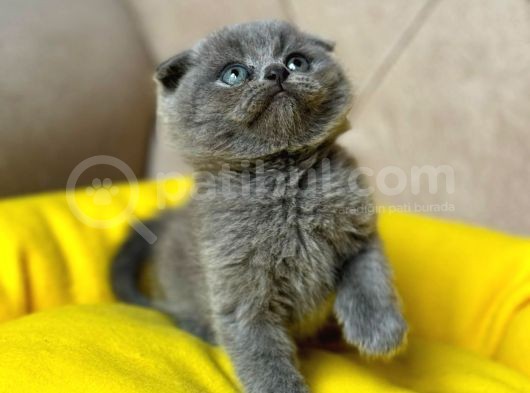 Gri̇ Scottish Fold Kedi̇leri̇mi̇z