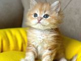 Gri̇ Scottish Fold Kedi̇leri̇mi̇z