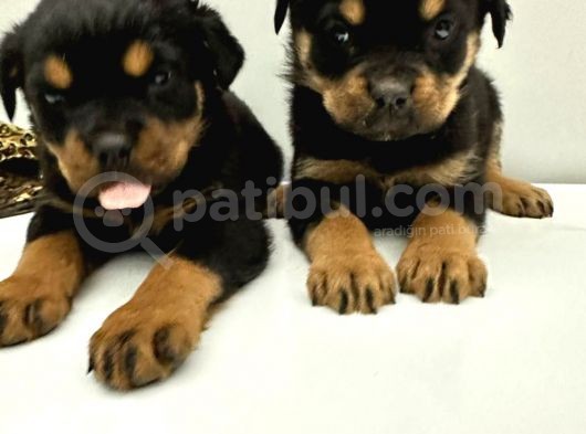Efsane Orjinal Safkan Yavrular Erkek Rottweiler görsel