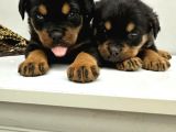 Efsane Orjinal Safkan Yavrular Erkek Rottweiler