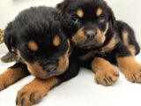 Efsane Orjinal safkan yavrular Erkek Rottweiler