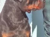 Koca Kafa Macar Rotwei̇ller Yavrulari