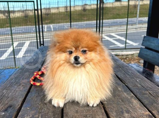 Full Class Pomeranian Boo Erkek görsel