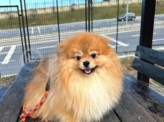 Full Class Pomeranian Boo Erkek görsel