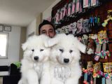 Ayi̇ Yavrusu Samoyed A Kali̇te Irk
