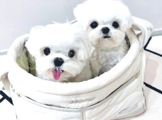 A Kalite Maltese Terrier Yavrularımız görsel