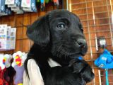 Gecenin Incileri Siyah Labrador Retriever