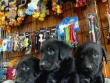 Gecenin Incileri Siyah Labrador Retriever