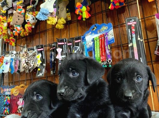 Gecenin Incileri Siyah Labrador Retriever görsel