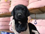 Gecenin Incileri Siyah Labrador Retriever
