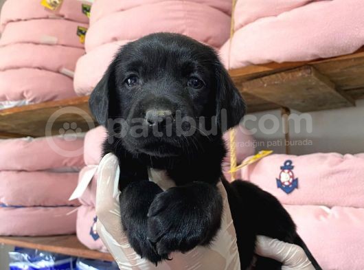 Gecenin Incileri Siyah Labrador Retriever görsel