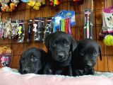 Gecenin Incileri Siyah Labrador Retriever