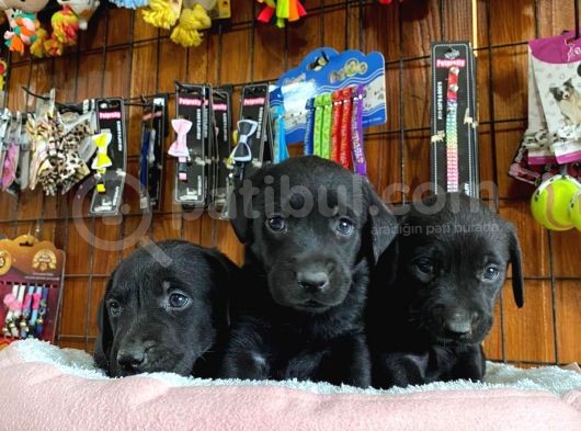 Gecenin Incileri Siyah Labrador Retriever görsel