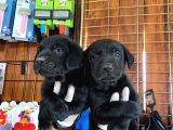 Gecenin Incileri Siyah Labrador Retriever