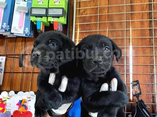 Gecenin Incileri Siyah Labrador Retriever görsel
