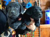 Gecenin Incileri Siyah Labrador Retriever