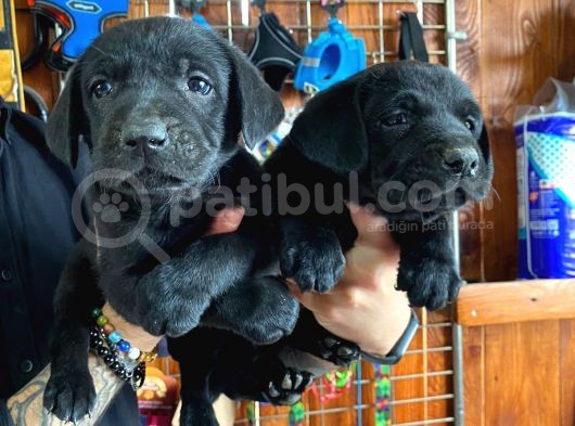 Gecenin Incileri Siyah Labrador Retriever görsel