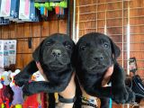 Gecenin Incileri Siyah Labrador Retriever
