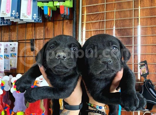 Gecenin Incileri Siyah Labrador Retriever görsel