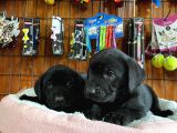 Gecenin Incileri Siyah Labrador Retriever