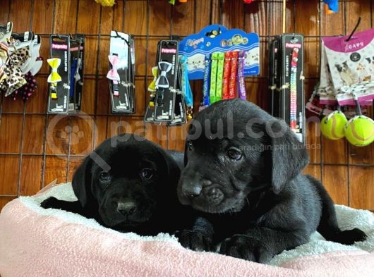 Gecenin Incileri Siyah Labrador Retriever görsel