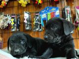 Gecenin incileri siyah labrador retriever