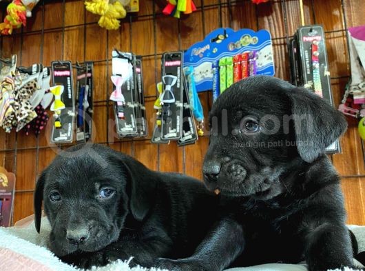 Gecenin Incileri Siyah Labrador Retriever