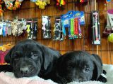 Gecenin Incileri Siyah Labrador Retriever