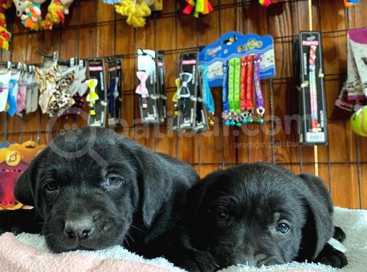 Gecenin Incileri Siyah Labrador Retriever görsel