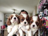 En Asil Irk Cavalier King Charles Spaniel