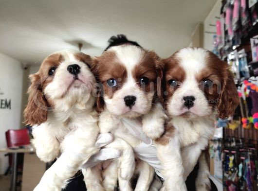 En Asil Irk Cavalier King Charles Spaniel görsel