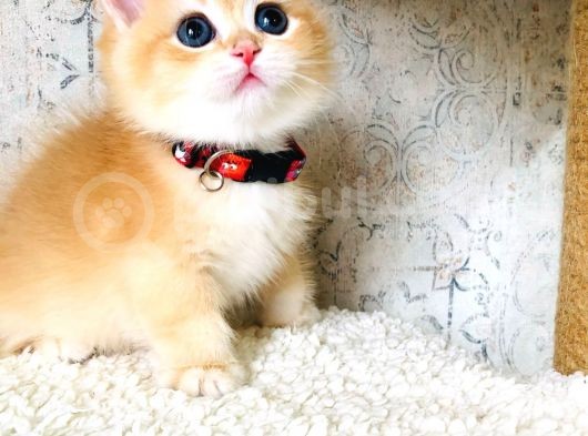 A Kalite Bri̇ti̇sh Shorthai̇r Golden  Yavrular görsel