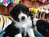 DUNYANİN EN ZEKİ IRKI BORDER COLLIE