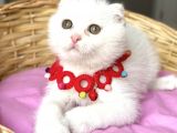 Kartopu Pamuk Oğlumuz Scottish Fold Bebemiz
