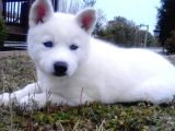 Kar Beyaz Safkan Husky