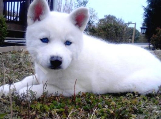 Kar Beyaz Safkan Husky görsel