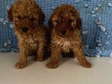 Wc Eğitimli Akıllı Toy Poodle Bebeklerim