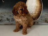 Safkan Toy Poodle Bebeklerim