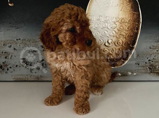 Safkan Toy Poodle Bebeklerim görsel